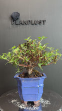 Load the video into the gallery viewer and play it.Japan🇯🇵Satsuki Azalea Rhododendron (with video)
