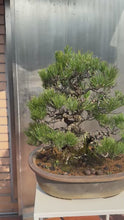 將影片載入圖庫檢視器並播放，日本🇯🇵黑松 Japanese Black Pine (附上影片)
