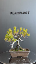 將影片載入圖庫檢視器並播放，日本🇯🇵一位 Taxus Cuspidata (附上影片)
