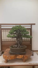 將影片載入圖庫檢視器並播放，預購日本🇯🇵宮島 太幹五葉松 Japanese White Pine (附上影片)
