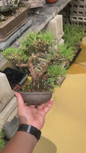 Load the video into the gallery viewer and play it.Pre-order Japan🇯🇵Black Pine (video included)
