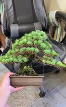 將影片載入圖庫檢視器並播放，預購日本🇯🇵山採 小葉性 逸品 五葉松 Japanese White Pine (附上影片)
