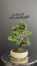 將影片載入圖庫檢視器並播放，日本🇯🇵津山檜Hinoki Chamaecyparis Obtusa(附上影片)
