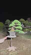 將影片載入圖庫檢視器並播放，預訂日本🇯🇵五葉松 Japanese white pine(附上影片) 樹齡80年
