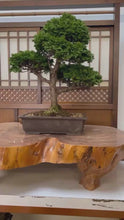 Load the video into the library viewer and play it.Pre-order Japan🇯🇵Chamaecyparis Obtusa (video included)

