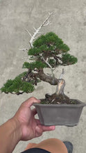 將影片載入圖庫檢視器並播放，預購日本🇯🇵糸魚川真柏 Japanese Itoigawa Shimpaku (附上影片)
