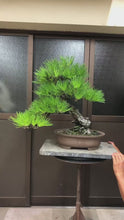 將影片載入圖庫檢視器並播放，預訂日本🇯🇵山採太幹 黑松 Black Pine (附上影片)
