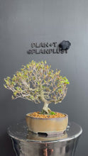 Load the video into the library viewer and play it.Japan🇯🇵Satsuki Azalea Rhododendron (video attached)

