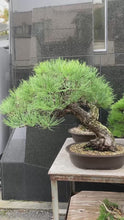 Load and play video in Gallery viewer, 預訂日本🇯🇵山採太幹 黑松 Black Pine (附上影片)
