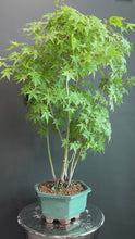 Load the video into the gallery viewer and play it.Japan🇯🇵Momiji Acer Palmatum (with video attached)
