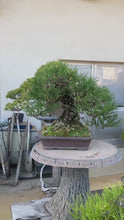 Load the video into the gallery viewer and play it.Pre-order Japan🇯🇵Yamadori Black Pine (with video)
