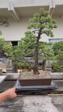 將影片載入圖庫檢視器並播放，預購日本🇯🇵五葉松 Japanese White Pine(附上影片)
