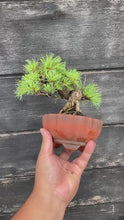 Load the video into the gallery viewer and play it.預購日本🇯🇵五葉松 Japanese White Pine (附上影片)
