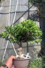 Load the video into the gallery viewer and play it.預購日本🇯🇵津山檜Chamaecyparis obtusa （附上影片）
