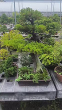 Load the video into the gallery viewer and play it.Pre-order Japan🇯🇵A Taxus Cuspidata (video attached)
