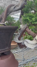 將影片載入圖庫檢視器並播放，預訂日本🇯🇵糸魚川真柏 Japanese Itoigawa Shimpaku (附上影片)
