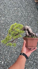 Load the video into the gallery viewer and play it.Pre-order Japan🇯🇵Japanese White Pine (with video)
