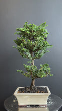 將影片載入圖庫檢視器並播放，日本🇯🇵石化檜Sekka Hinoki Cypress セッカヒノキ (附上影片)
