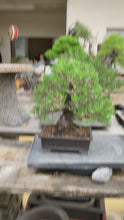 Load the video into the gallery viewer and play it.預購日本🇯🇵八房黑松 Black Pine (附上影片)
