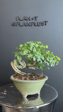 將影片載入圖庫檢視器並播放，日本🇯🇵榆欅Zelkova Serrata (附上影片)
