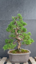 Load the video into the gallery viewer and play it.Japan🇯🇵Japanese Itoigawa Shimpaku (with video)
