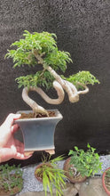 將影片載入圖庫檢視器並播放，預購日本🇯🇵獅子頭 もみじ紅葉Acer Palmatum (附上影片)
