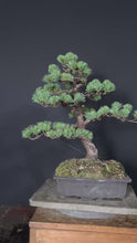 將影片載入圖庫檢視器並播放，預購日本🇯🇵五葉松 Japanese White Pine (附上影片)
