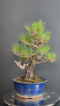 Load and play video in Gallery viewer, 日本🇯🇵黑松 Black Pine (附上影片)
