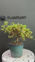 Load the video into the gallery viewer and play it.Japan🇯🇵Satsuki Azalea Rhododendron
