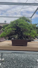 Load the video into the gallery viewer and play it.Pre-order Japan🇯🇵Premium Black Pine (with video)
