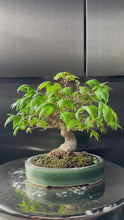 Load the video into the library viewer and play it.Japan🇯🇵Acer buergerianum (video attached)
