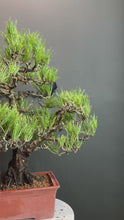 將影片載入圖庫檢視器並播放，日本🇯🇵太幹黑松 Black Pine (附上影片)
