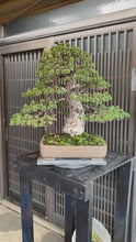 將影片載入圖庫檢視器並播放，預購日本🇯🇵八房瑞祥五葉松 Yamadori Japanese White Pine (附上影片)
