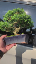 Load the video into the gallery viewer and play it.Japan🇯🇵Tsuyama Hinoki Chamaecyparis Obtusa (video included)
