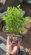Load the video into the gallery viewer and play it.預購日本🇯🇵叢林 金豆Fortunella Hindsii (附上影片)
