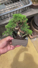 將影片載入圖庫檢視器並播放，預訂日本🇯🇵糸魚川真柏 Japanese Itoigawa Shimpaku (附上影片)
