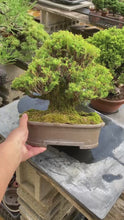 將影片載入圖庫檢視器並播放，日本🇯🇵山採珍種 屋久島杉Cryptomeria japonica (附上影片)

