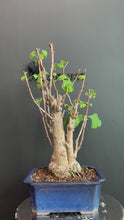 Load the video into the gallery viewer and play it.Japan🇯🇵Ginkgo Biloba (with video)

