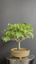 Load the video into the gallery viewer and play it.Japan🇯🇵Keyaki Zelkova Serrata (video attached)
