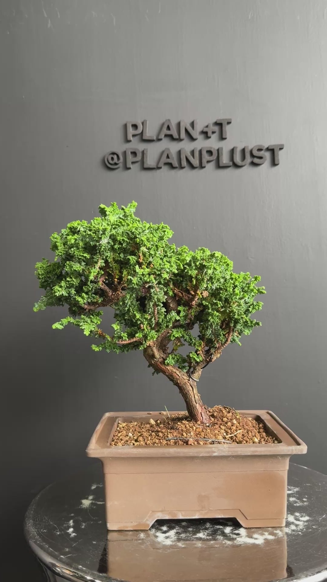 日本🇯🇵石化檜Sekka Hinoki Cypress セッカヒノキ(附上影片) – BONSAI