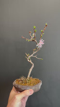 將影片載入圖庫檢視器並播放，日本🇯🇵🌸十月櫻🌸 Autumnalis Cherry Blossom(附上影片)
