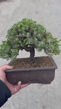 Load the video into the gallery viewer and play it.Pre-order Japan🇯🇵Juniper (Juniperus Rigida) (Video attached)
