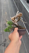 Load the video into the library viewer and play it.預購日本🇯🇵糸魚川真柏 Japanese Itoigawa Shimpaku (附上影片)
