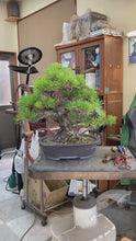 將影片載入圖庫檢視器並播放，預購日本🇯🇵黑松 Black Pine (附上影片)
