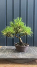 將影片載入圖庫檢視器並播放，預購日本🇯🇵斑入り赤松Red Pine / Pinus Densiflora （附上影片）
