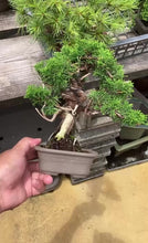 將影片載入圖庫檢視器並播放，預訂日本🇯🇵糸魚川真柏 Japanese Itoigawa Shimpaku (附上影片)
