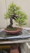 將影片載入圖庫檢視器並播放，預購日本🇯🇵黑松Black Pine (附上影片)
