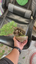 將影片載入圖庫檢視器並播放，預購日本🇯🇵五葉松 模樣木Japanese White Pine (附上影片)
