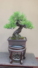 Load the video into the gallery viewer and play it.預購日本🇯🇵山採 黑松 Yamadori Black Pine (附上影片)

