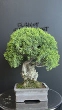 將影片載入圖庫檢視器並播放，日本🇯🇵四國真柏 附石 Shikoku Shimpaku Juniper (附上影片)
